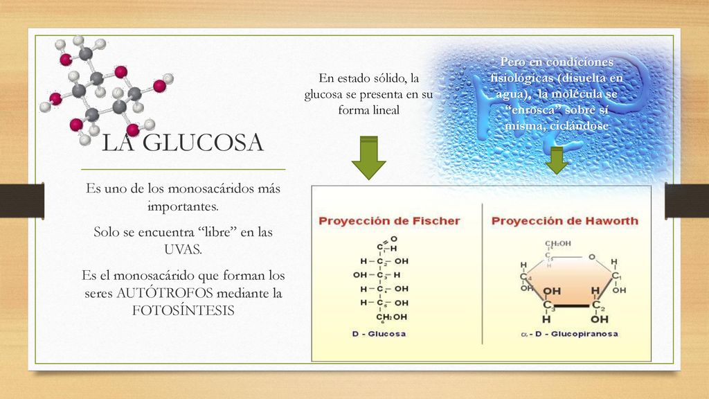 LA GLUCOSA Es uno de los monosacáridos más importantes.