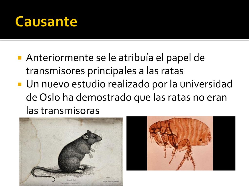 Causante Anteriormente se le atribuía el papel de transmisores principales a las ratas.