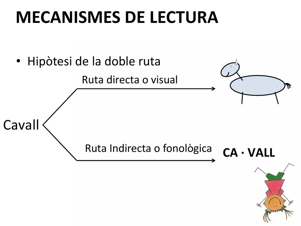 MECANISMES DE LECTURA Cavall Hipòtesi de la doble ruta CA · VALL
