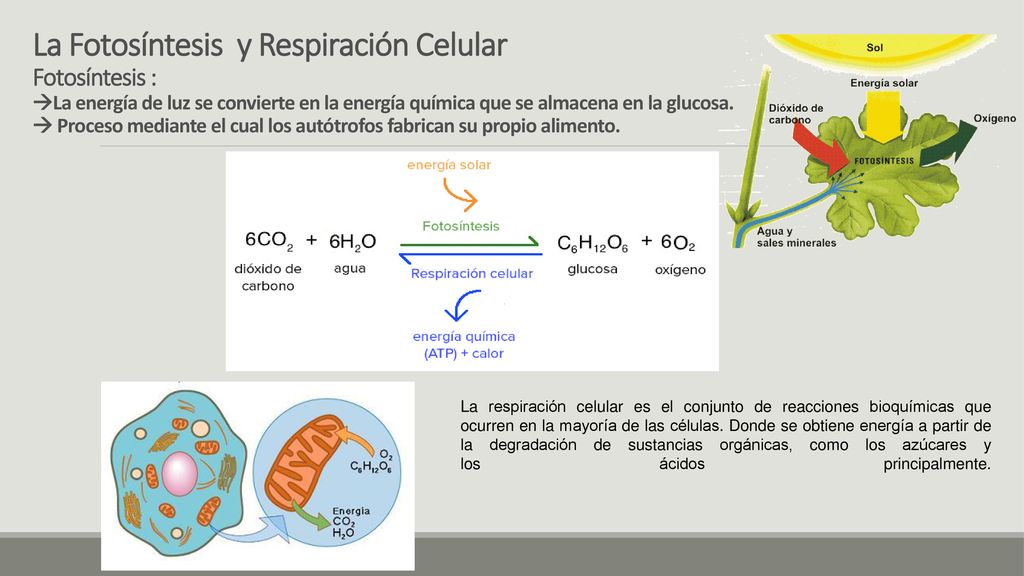 La Fotosíntesis y Respiración Celular Fotosíntesis : La energía de luz se convierte en la energía química que se almacena en la glucosa.  Proceso mediante el cual los autótrofos fabrican su propio alimento.