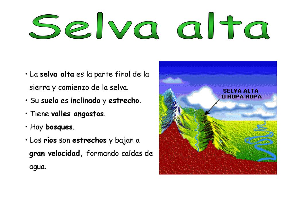 Selva alta La selva alta es la parte final de la