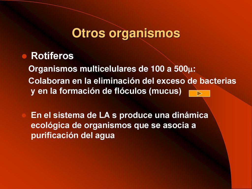 Otros organismos Rotíferos Organismos multicelulares de 100 a 500: