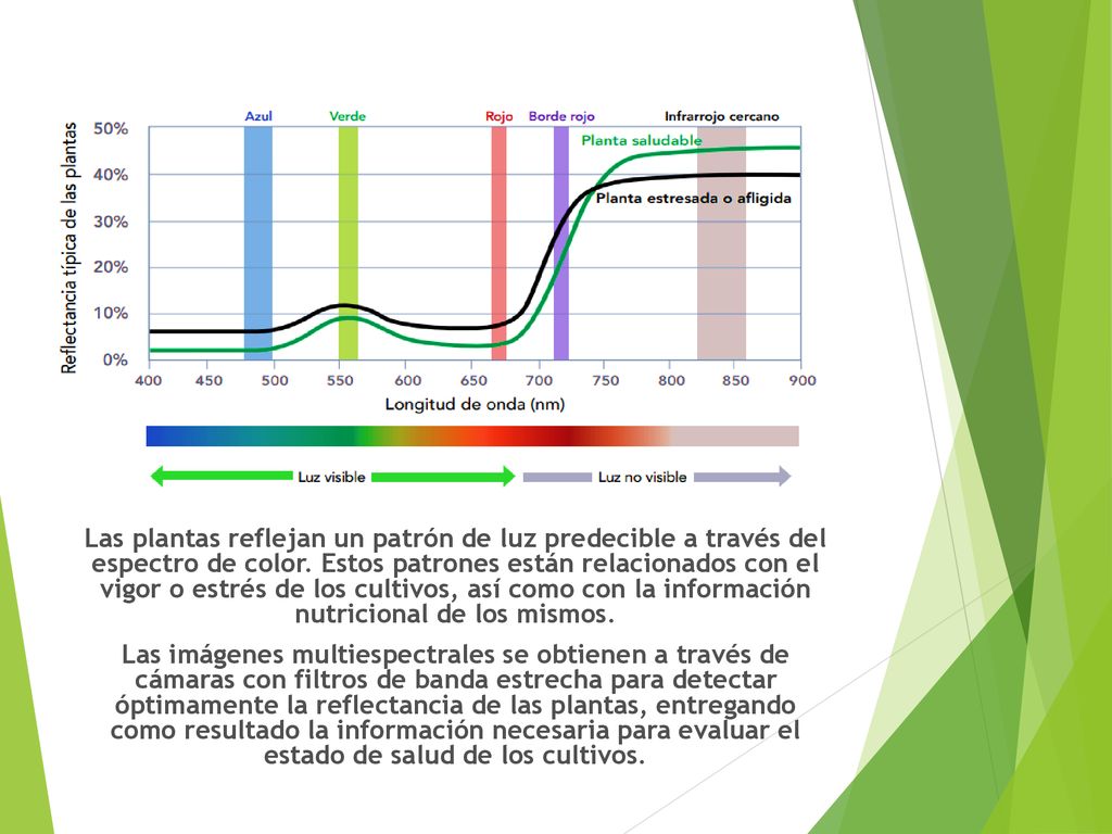 Las plantas reflejan un patrón de luz predecible a través del espectro de color.