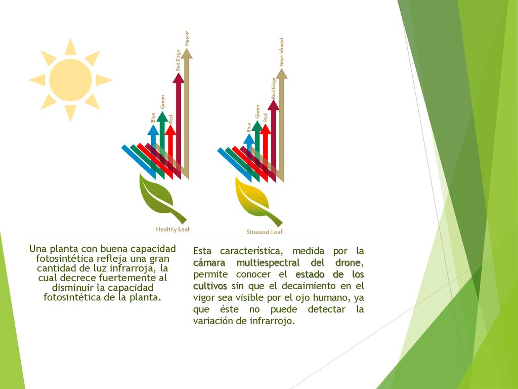 Una planta con buena capacidad fotosintética refleja una gran cantidad de luz infrarroja, la cual decrece fuertemente al disminuir la capacidad fotosintética de la planta.