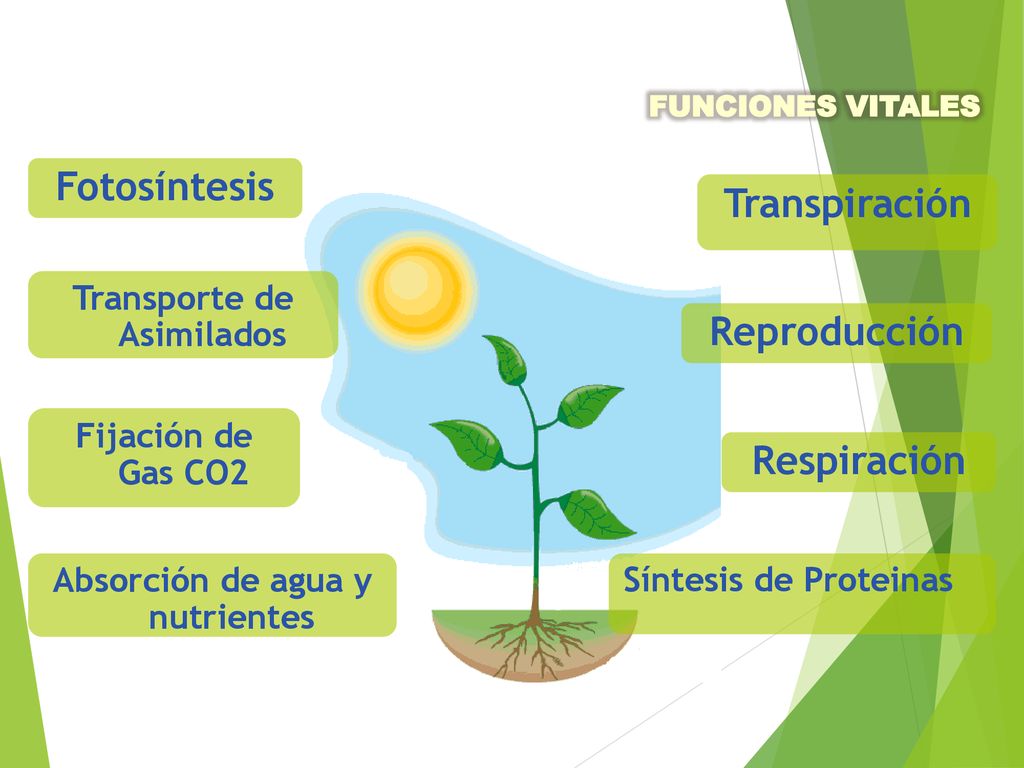 Transporte de Asimilados Absorción de agua y nutrientes