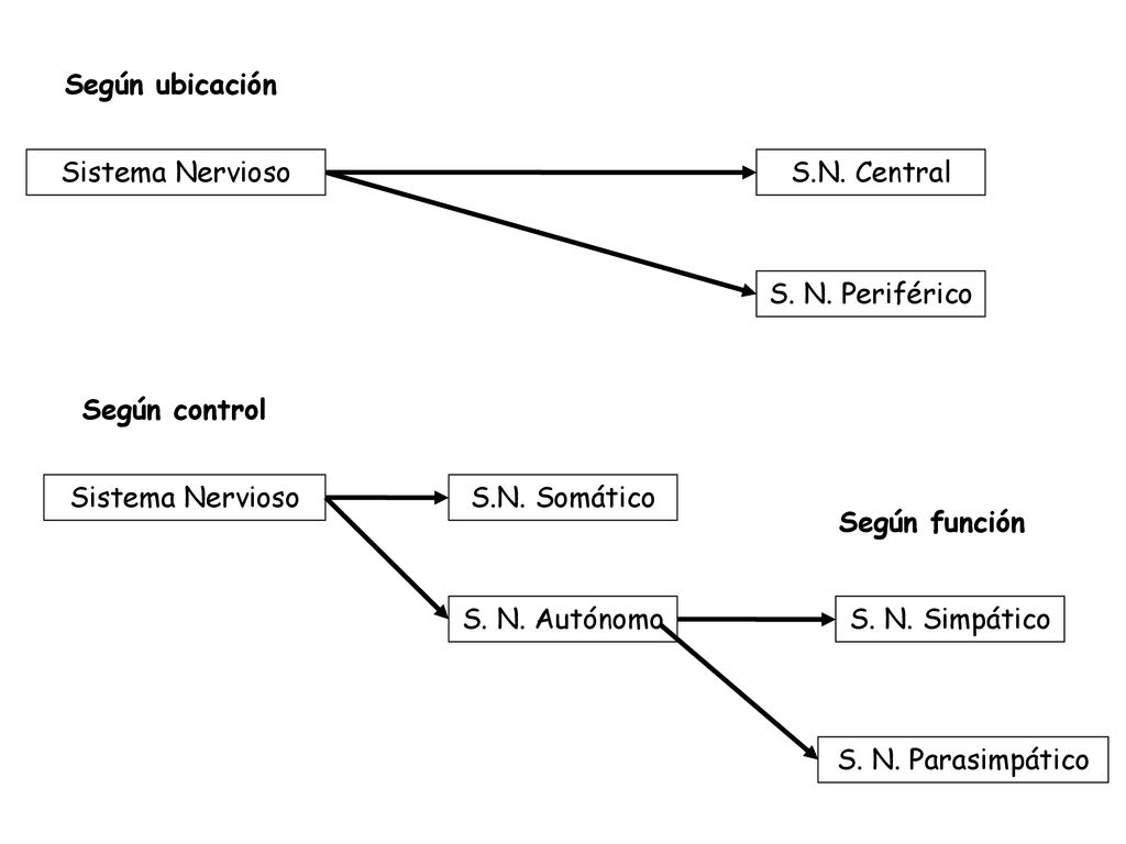 Según ubicación Sistema Nervioso. S.N. Central. S. N. Periférico. Según control. Sistema Nervioso.