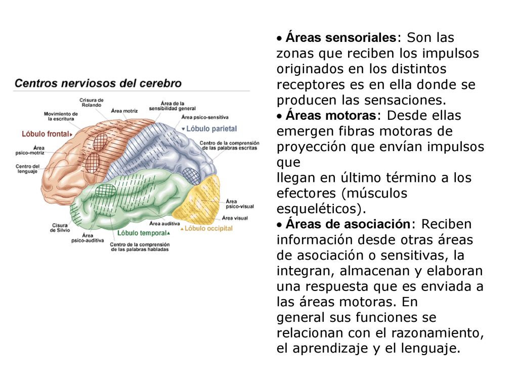  Áreas sensoriales: Son las zonas que reciben los impulsos originados en los distintos