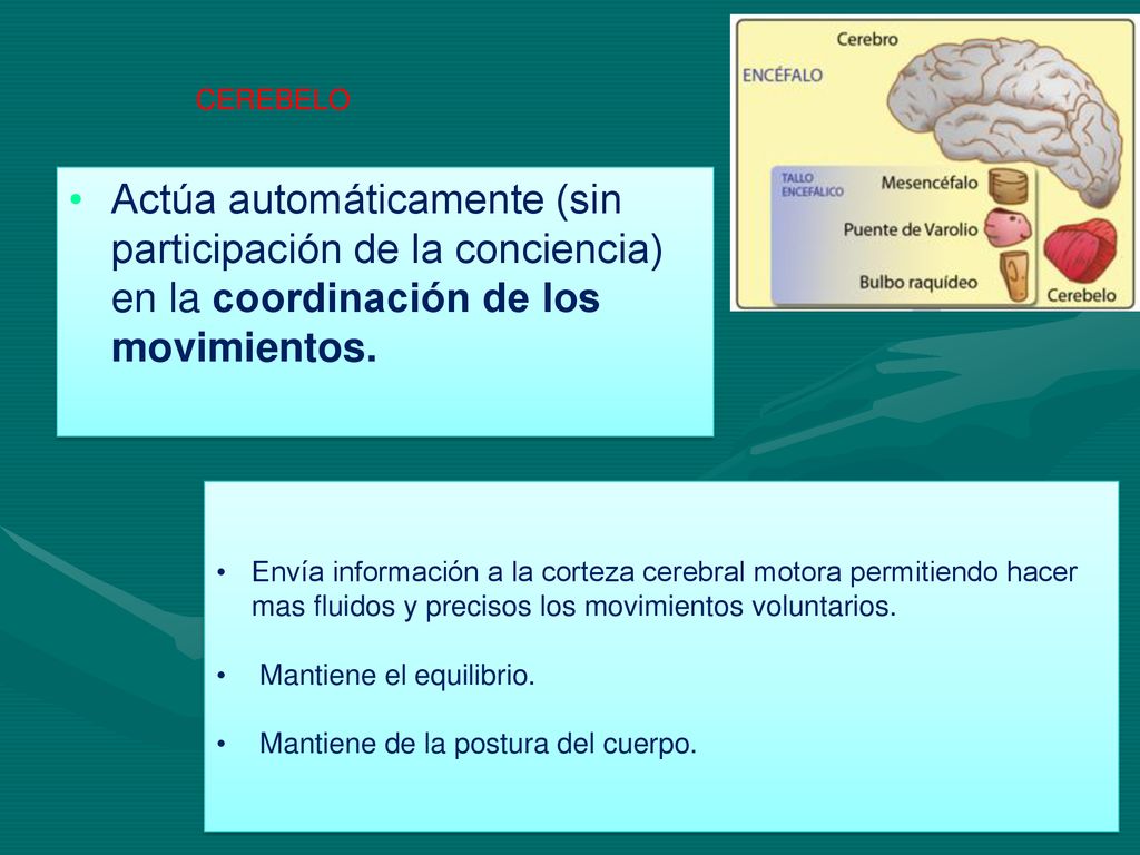 CEREBELO Actúa automáticamente (sin participación de la conciencia) en la coordinación de los movimientos.