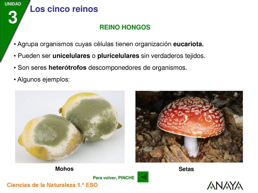 • Agrupa organismos cuyas células tienen organización eucariota.
