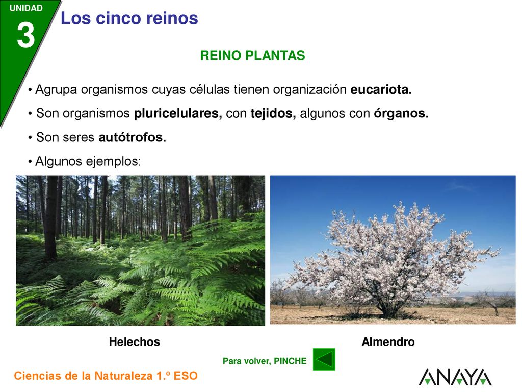 • Agrupa organismos cuyas células tienen organización eucariota.