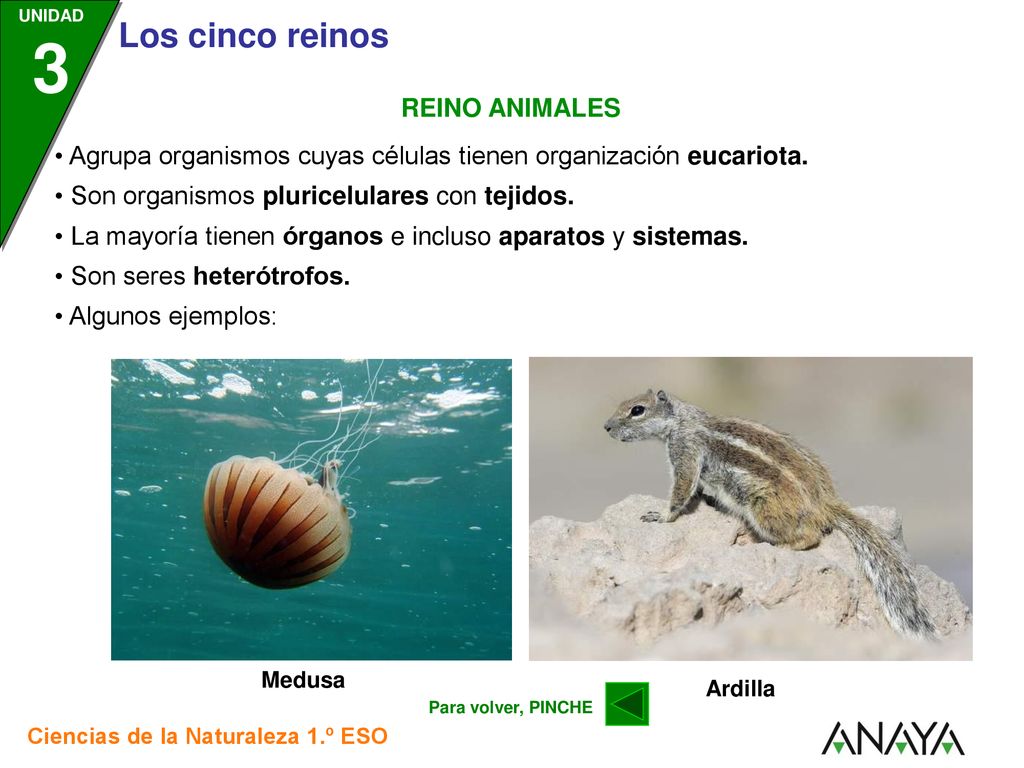 • Agrupa organismos cuyas células tienen organización eucariota.