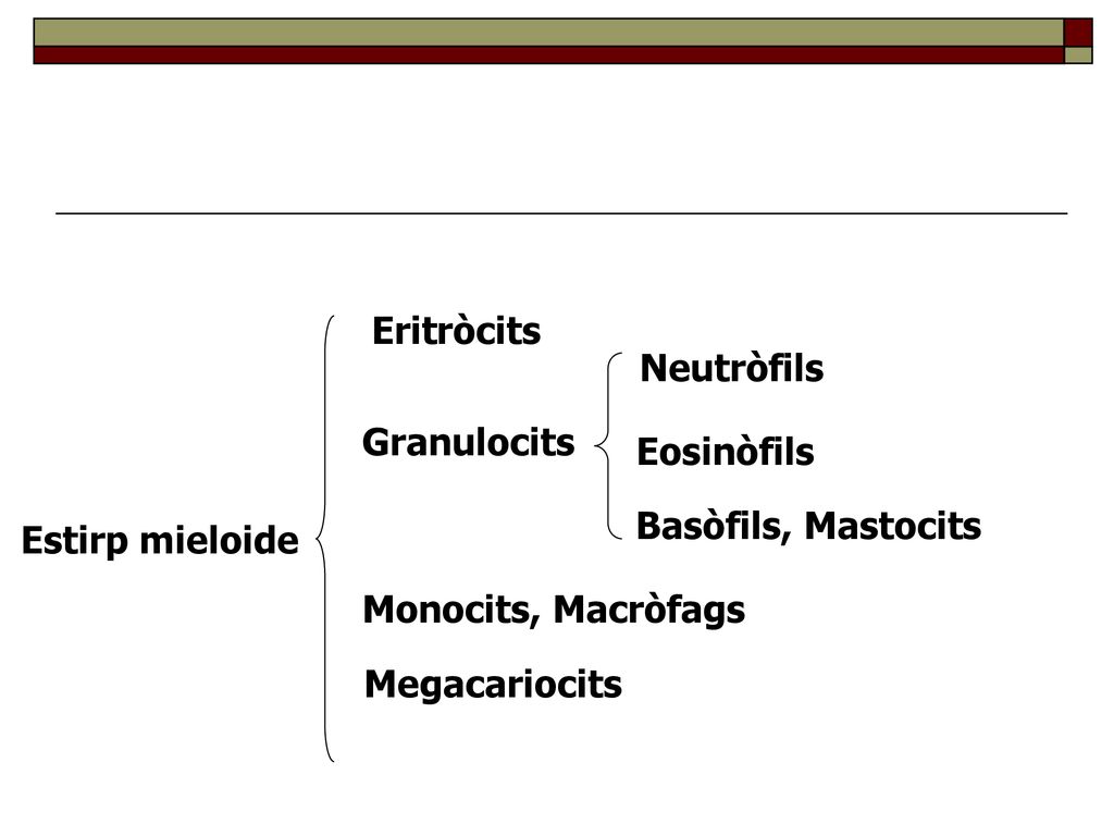 Eritròcits Neutròfils. Granulocits. Eosinòfils. Basòfils, Mastocits. Estirp mieloide. Monocits, Macròfags.