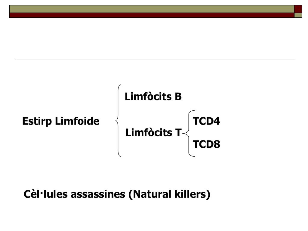 Limfòcits B Estirp Limfoide TCD4 Limfòcits T TCD8 Cèl·lules assassines (Natural killers)