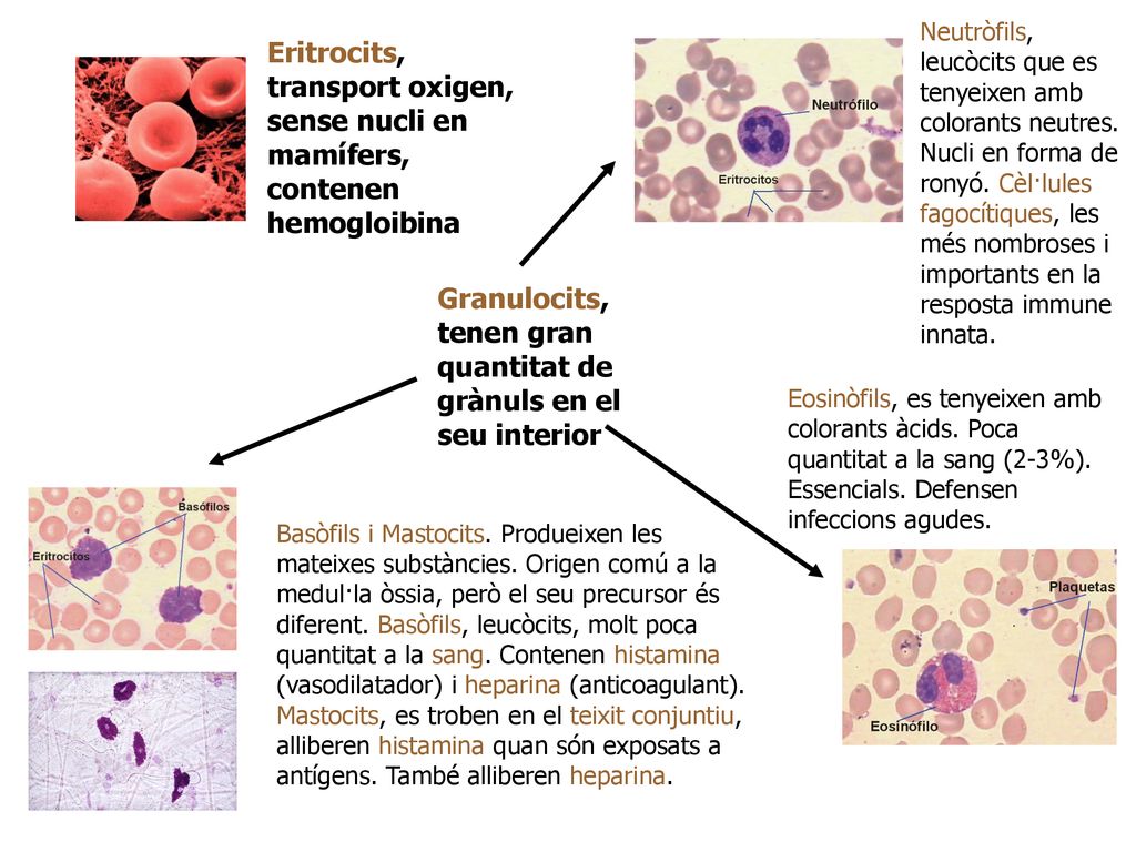 Granulocits, tenen gran quantitat de grànuls en el seu interior