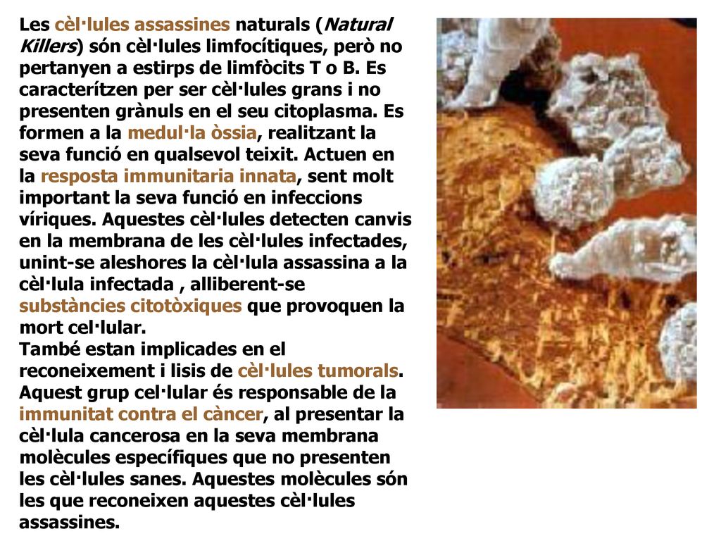 Les cèl·lules assassines naturals (Natural Killers) són cèl·lules limfocítiques, però no pertanyen a estirps de limfòcits T o B. Es caracterítzen per ser cèl·lules grans i no presenten grànuls en el seu citoplasma. Es formen a la medul·la òssia, realitzant la seva funció en qualsevol teixit. Actuen en la resposta immunitaria innata, sent molt important la seva funció en infeccions víriques. Aquestes cèl·lules detecten canvis en la membrana de les cèl·lules infectades, unint-se aleshores la cèl·lula assassina a la cèl·lula infectada , alliberent-se substàncies citotòxiques que provoquen la mort cel·lular.