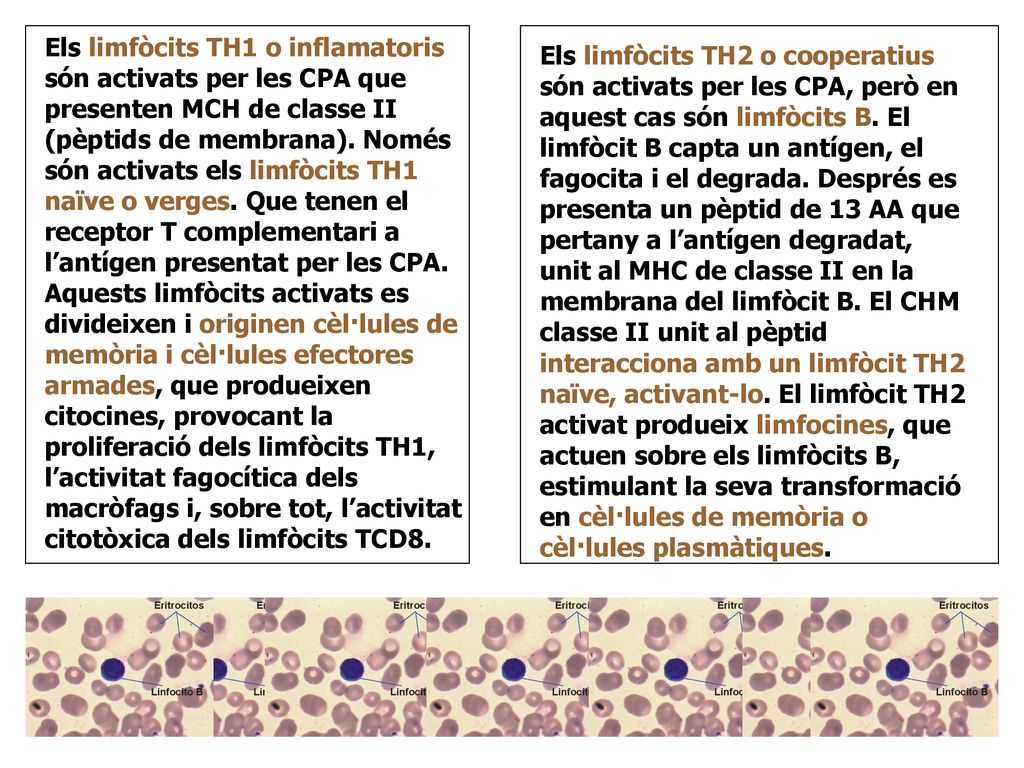 Els limfòcits TH1 o inflamatoris són activats per les CPA que presenten MCH de classe II (pèptids de membrana). Només són activats els limfòcits TH1 naïve o verges. Que tenen el receptor T complementari a l’antígen presentat per les CPA. Aquests limfòcits activats es divideixen i originen cèl·lules de memòria i cèl·lules efectores armades, que produeixen citocines, provocant la proliferació dels limfòcits TH1, l’activitat fagocítica dels macròfags i, sobre tot, l’activitat citotòxica dels limfòcits TCD8.