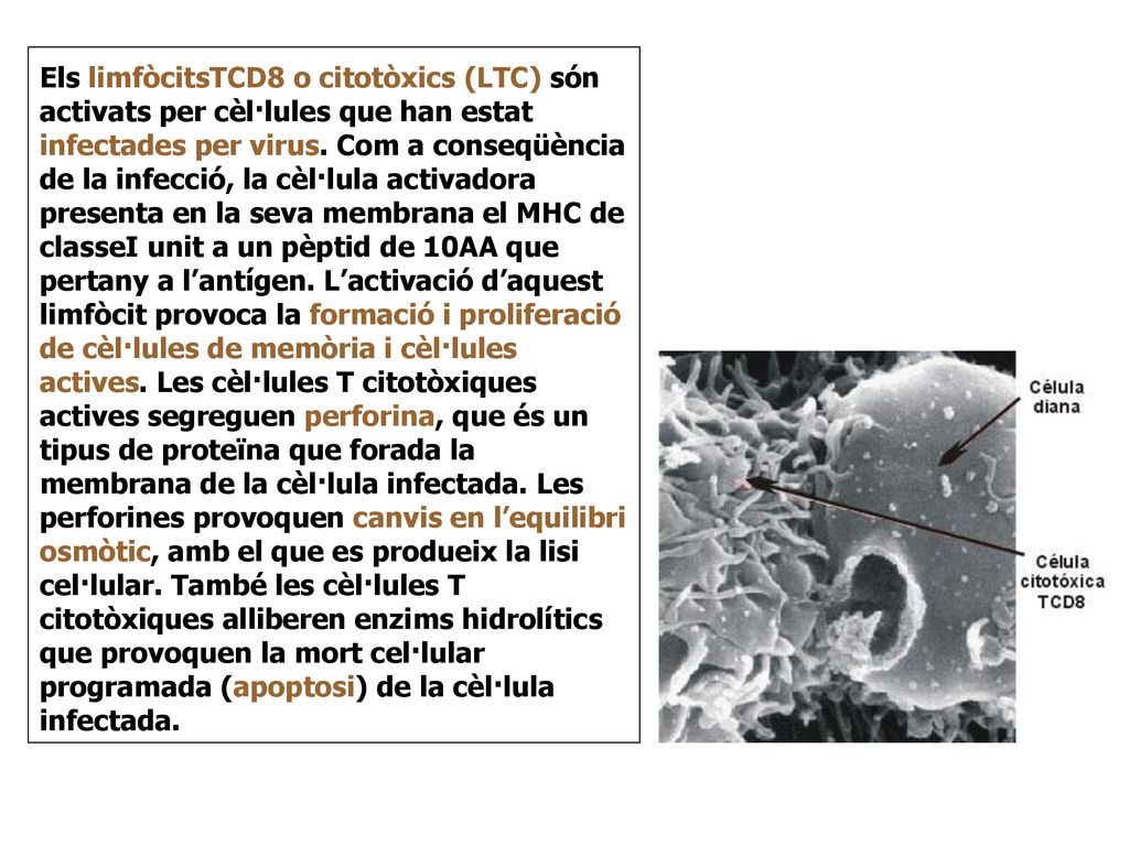 Els limfòcitsTCD8 o citotòxics (LTC) són activats per cèl·lules que han estat infectades per virus.