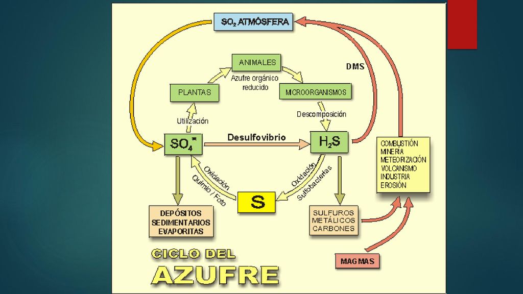 El azufre es un nutriente secundario requerido por plantas y animales para realizar diversas funciones, además el azufre está presente en prácticamente todas las proteínas y de esta manera es un elemento absolutamente esencial para todos los seres vivos.