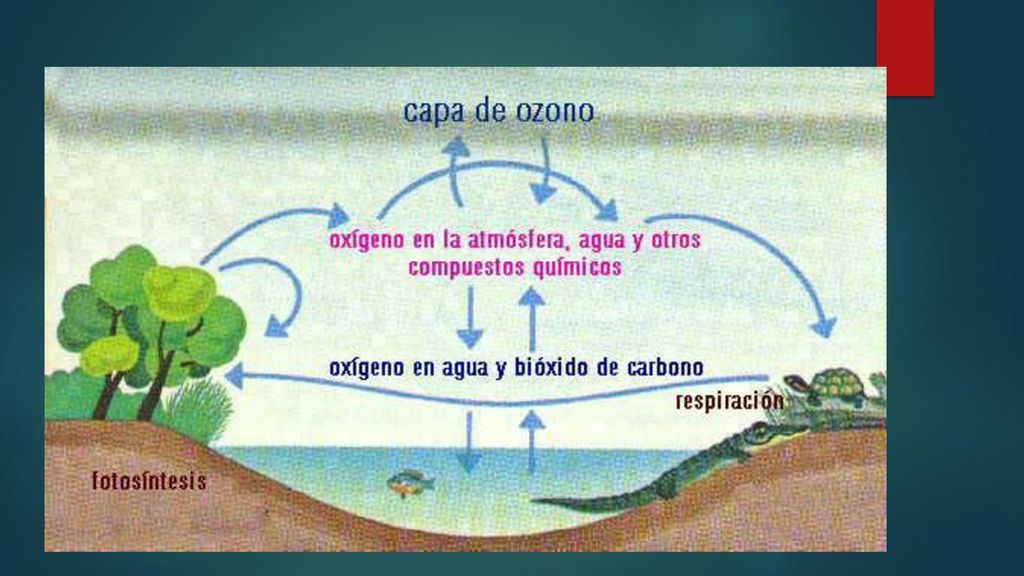El oxígeno molecular (O2) representa el 20% de la atmósfera terrestre