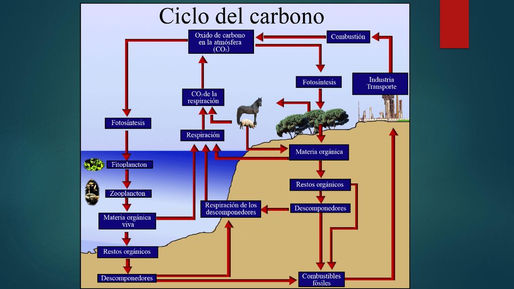 Un 18% de la materia orgánica viva está constituida por carbono, la capacidad de dichos átomos de unirse unos con otros proporciona la base de la diversidad molecular así como el tamaño molecular. Por tanto el carbono es un elemento esencial en todos los seres vivientes.