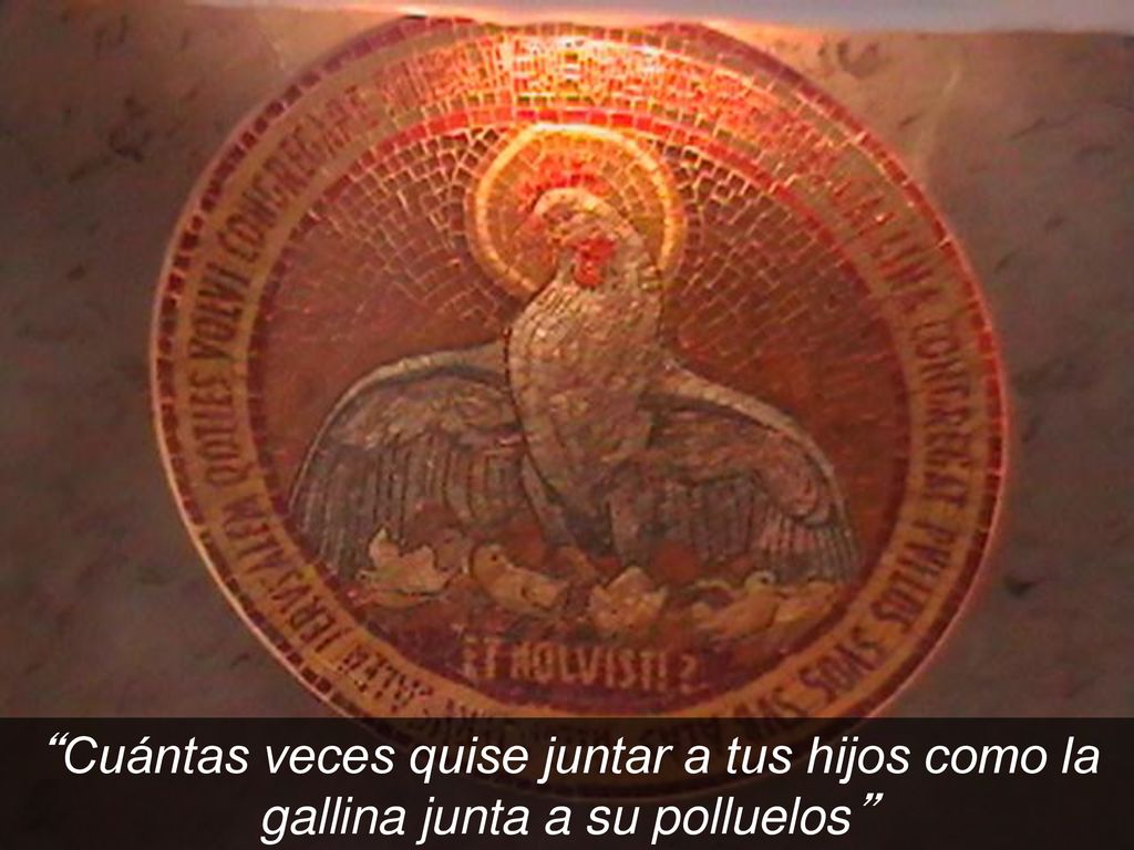 Cuántas veces quise juntar a tus hijos como la gallina junta a su polluelos