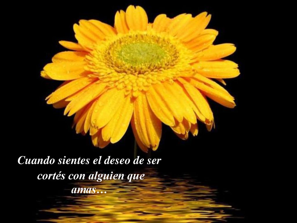 Cuando sientes el deseo de ser cortés con alguien que amas…