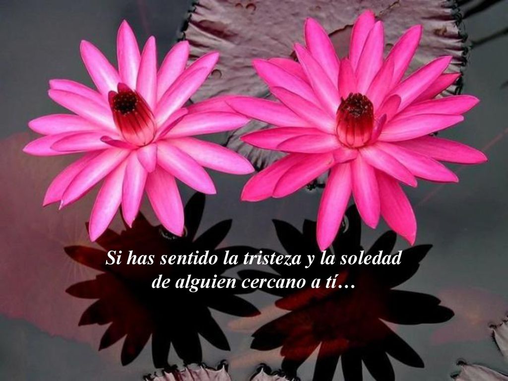 Si has sentido la tristeza y la soledad de alguien cercano a tí…