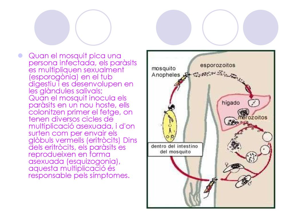 Quan el mosquit pica una persona infectada, els paràsits es multipliquen sexualment (esporogònia) en el tub digestiu i es desenvolupen en les glàndules salivals; Quan el mosquit inocula els paràsits en un nou hoste, ells colonitzen primer el fetge, on tenen diversos cicles de multiplicació asexuada, i d on surten com per envair els glòbuls vermells (eritròcits) Dins dels eritròcits, els paràsits es reprodueixen en forma asexuada (esquizogonia), aquesta multiplicació és responsable pels símptomes.