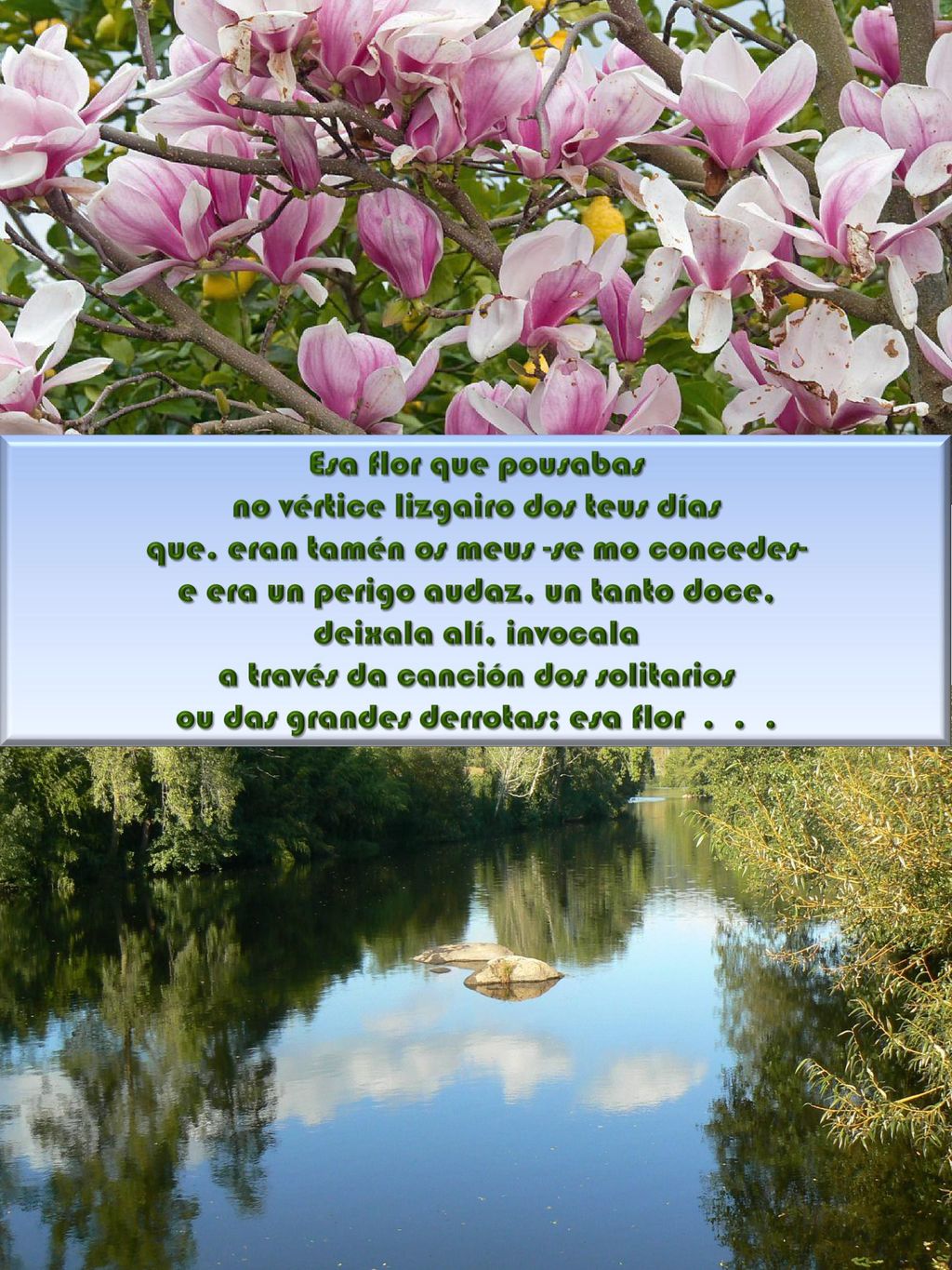Esa flor que pousabas no vértice lizgairo dos teus días que