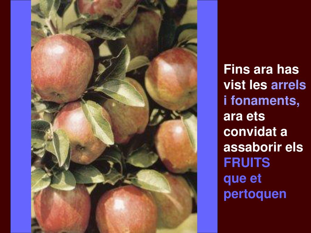 Fins ara has vist les arrels i fonaments, ara ets convidat a assaborir els FRUITS