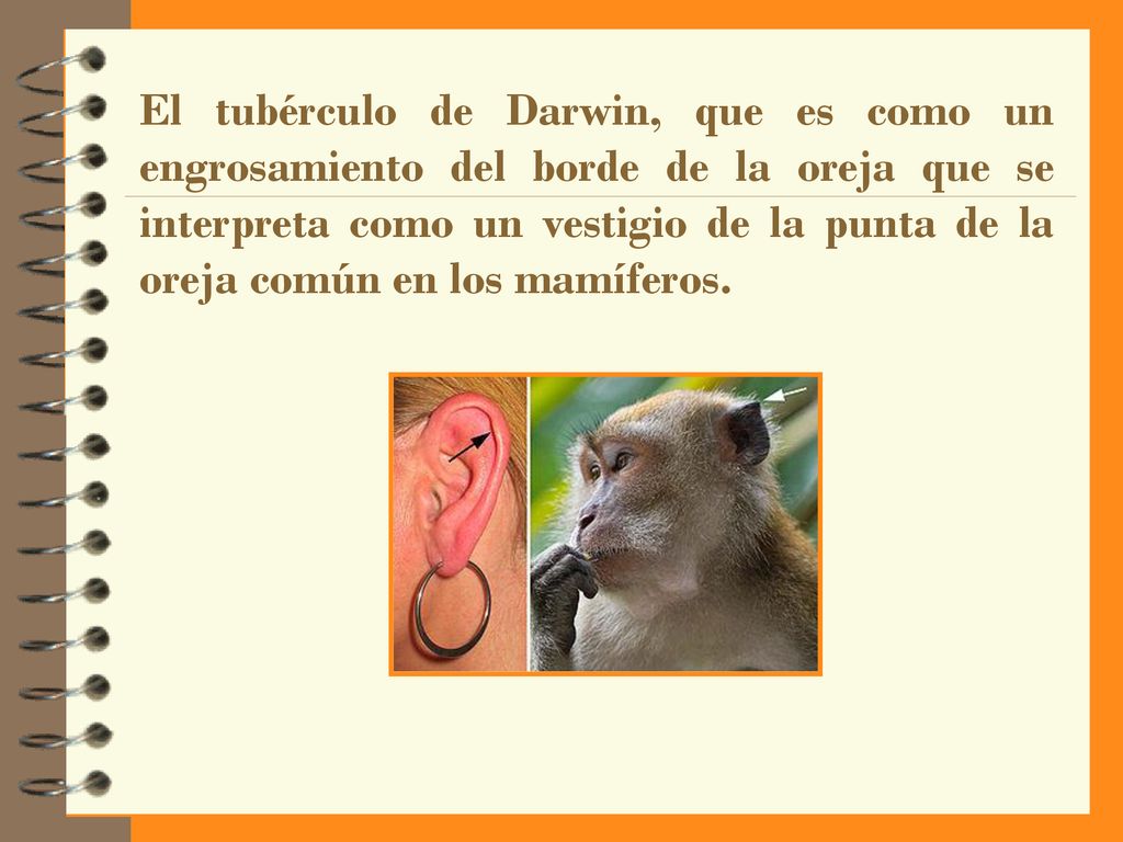 El tubérculo de Darwin, que es como un engrosamiento del borde de la oreja que se interpreta como un vestigio de la punta de la oreja común en los mamíferos.