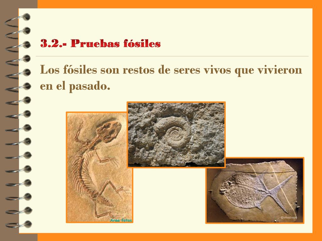 Los fósiles son restos de seres vivos que vivieron en el pasado.