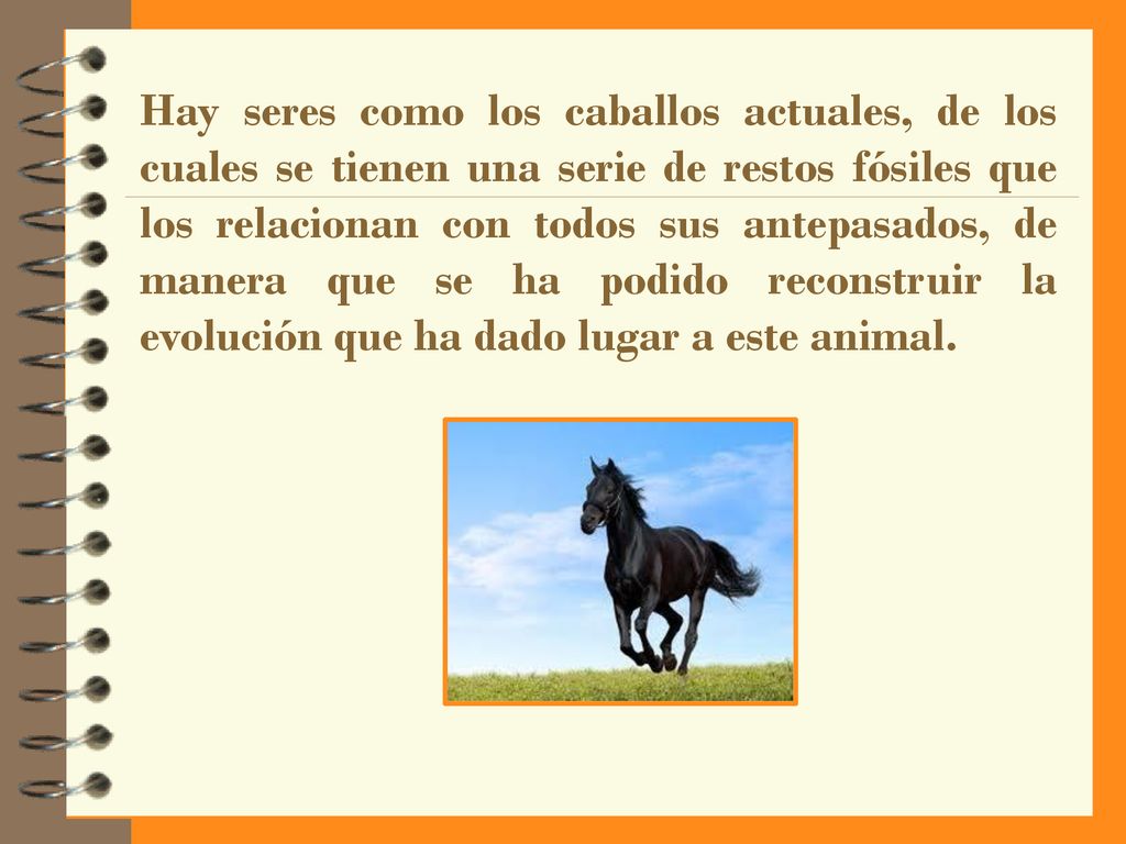 Hay seres como los caballos actuales, de los cuales se tienen una serie de restos fósiles que los relacionan con todos sus antepasados, de manera que se ha podido reconstruir la evolución que ha dado lugar a este animal.