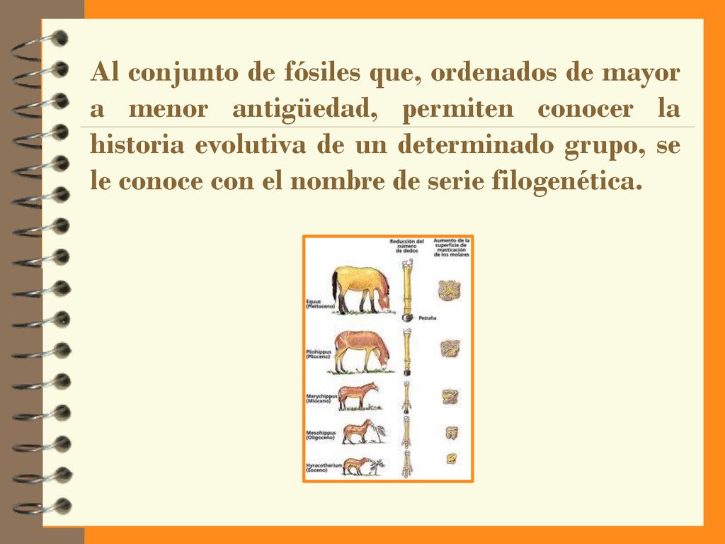 Al conjunto de fósiles que, ordenados de mayor a menor antigüedad, permiten conocer la historia evolutiva de un determinado grupo, se le conoce con el nombre de serie filogenética.