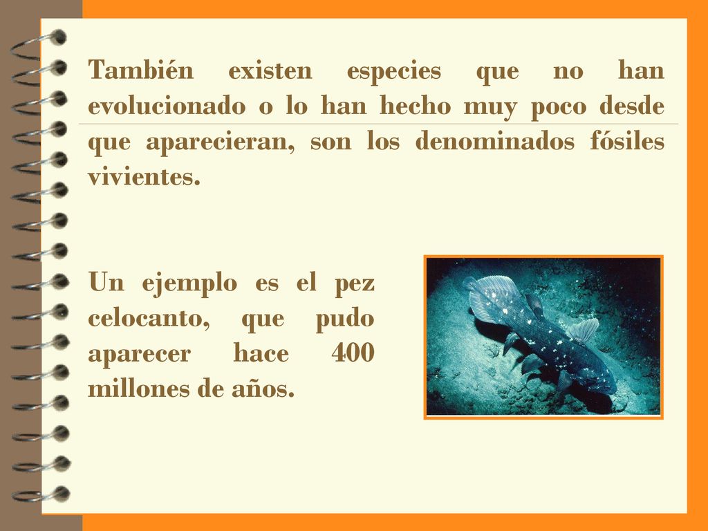 También existen especies que no han evolucionado o lo han hecho muy poco desde que aparecieran, son los denominados fósiles vivientes.