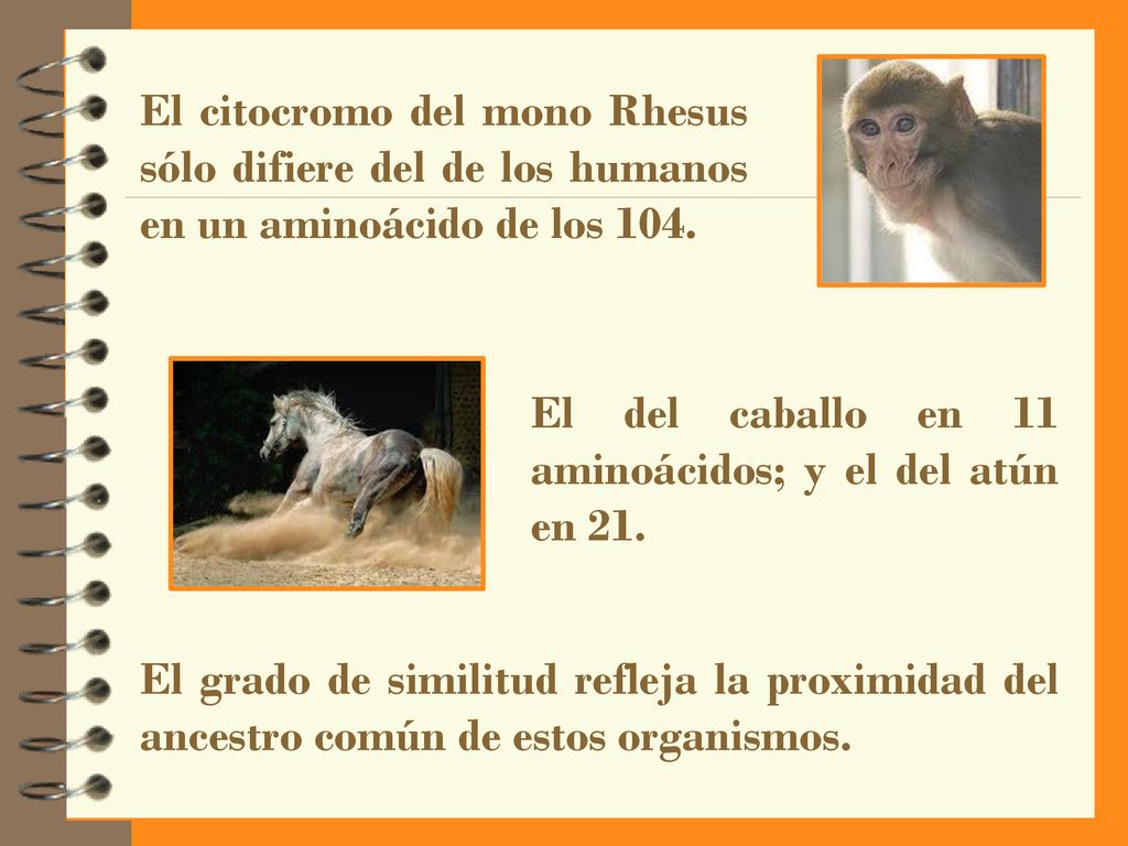 El citocromo del mono Rhesus sólo difiere del de los humanos en un aminoácido de los 104.