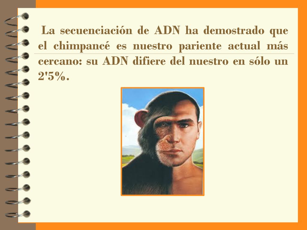 La secuenciación de ADN ha demostrado que el chimpancé es nuestro pariente actual más cercano: su ADN difiere del nuestro en sólo un 2 5%.