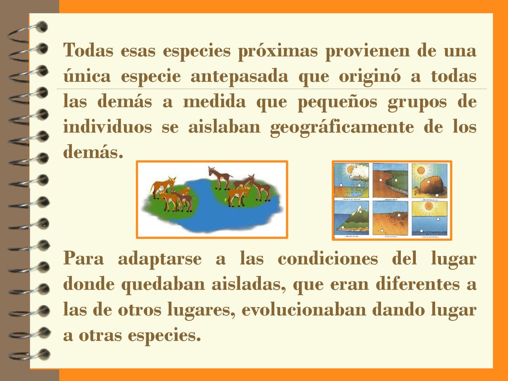 Todas esas especies próximas provienen de una única especie antepasada que originó a todas las demás a medida que pequeños grupos de individuos se aislaban geográficamente de los demás.