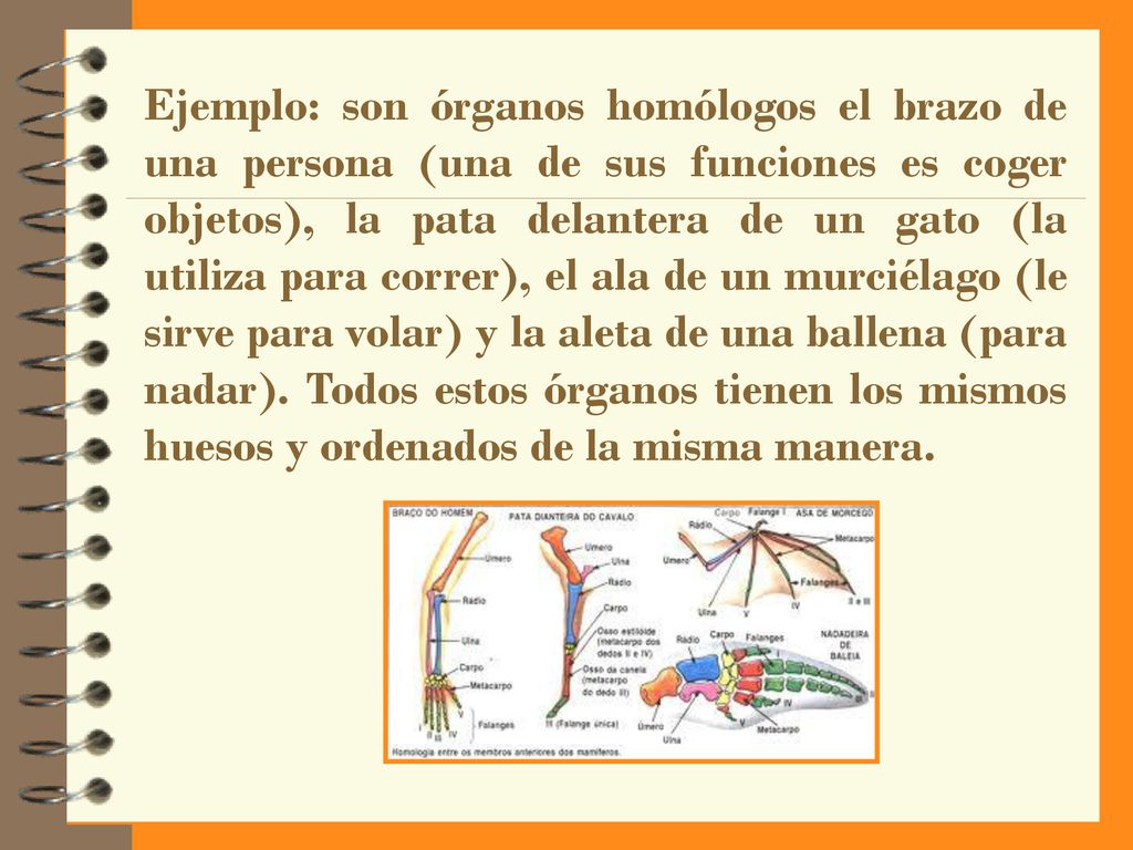 Ejemplo: son órganos homólogos el brazo de una persona (una de sus funciones es coger objetos), la pata delantera de un gato (la utiliza para correr), el ala de un murciélago (le sirve para volar) y la aleta de una ballena (para nadar).