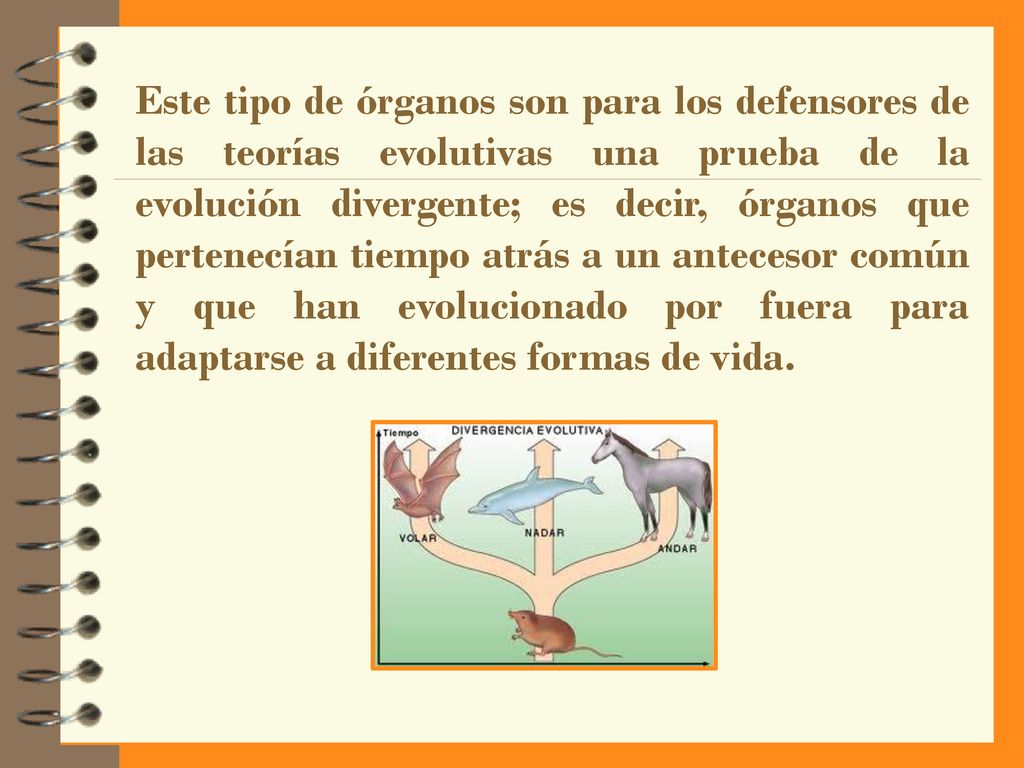 Este tipo de órganos son para los defensores de las teorías evolutivas una prueba de la evolución divergente; es decir, órganos que pertenecían tiempo atrás a un antecesor común y que han evolucionado por fuera para adaptarse a diferentes formas de vida.