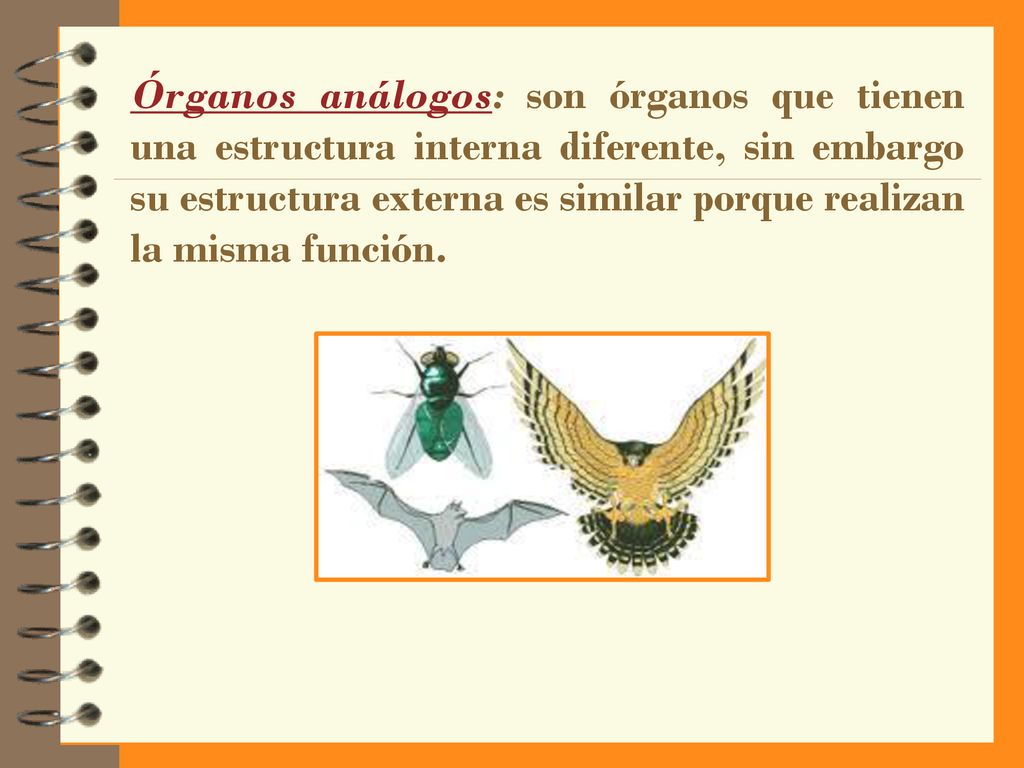Órganos análogos: son órganos que tienen una estructura interna diferente, sin embargo su estructura externa es similar porque realizan la misma función.