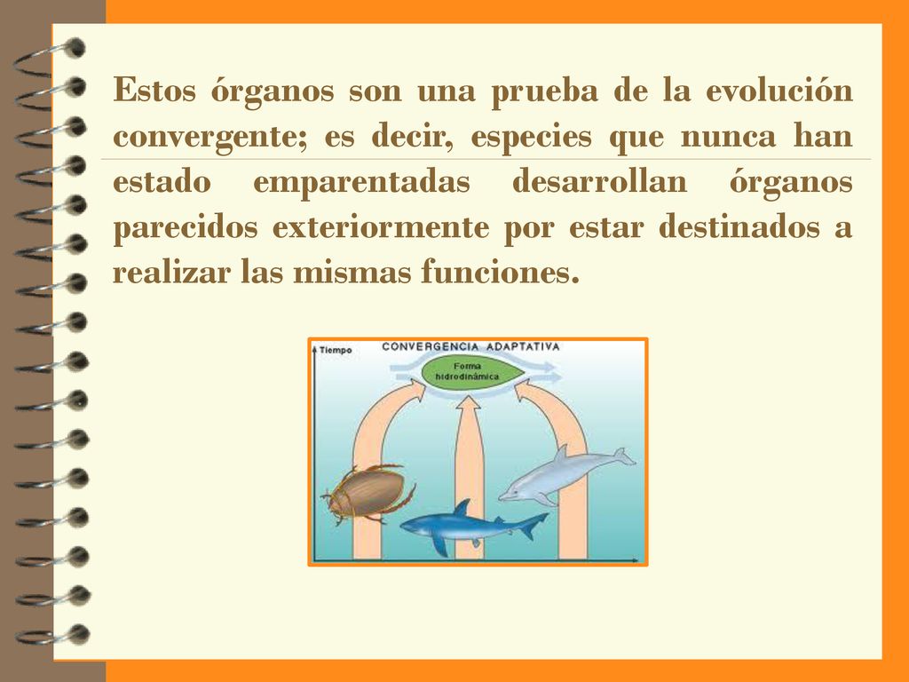 Estos órganos son una prueba de la evolución convergente; es decir, especies que nunca han estado emparentadas desarrollan órganos parecidos exteriormente por estar destinados a realizar las mismas funciones.