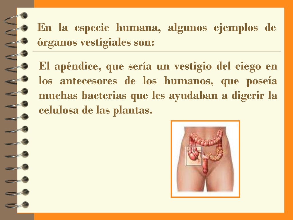 En la especie humana, algunos ejemplos de órganos vestigiales son: