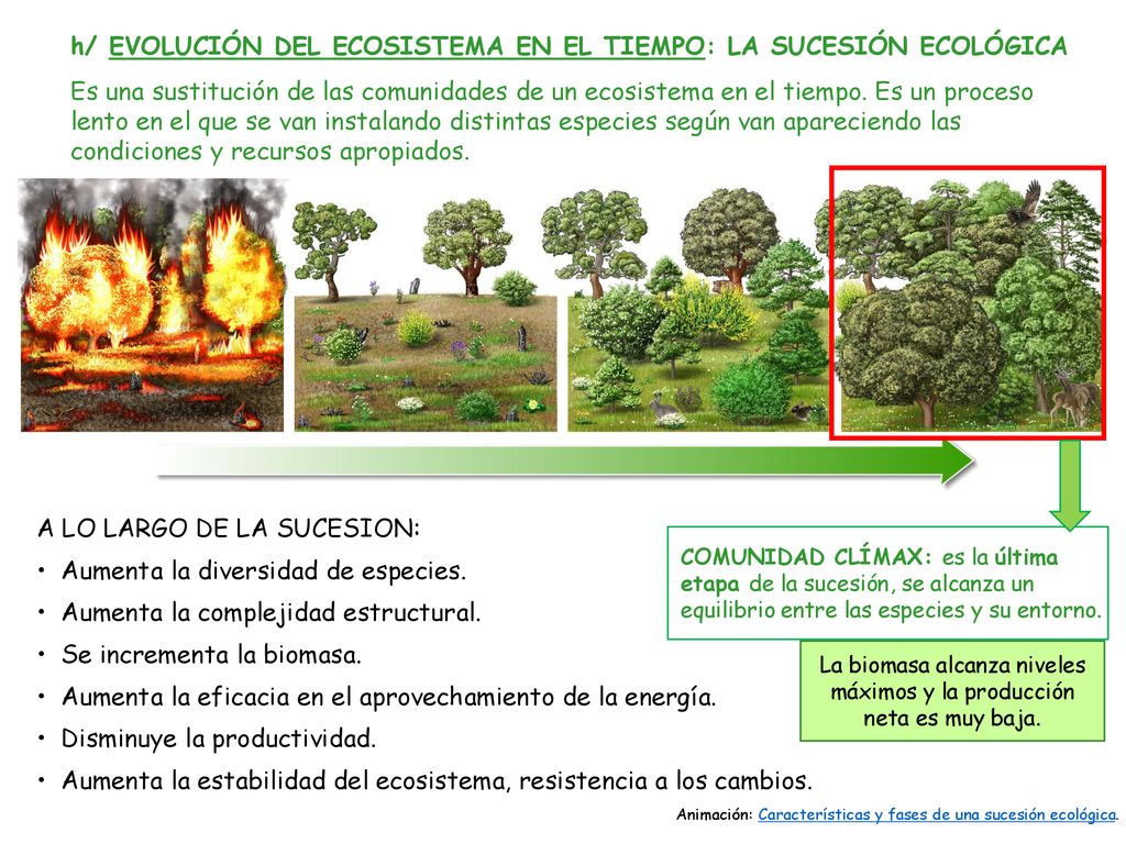 La biomasa alcanza niveles máximos y la producción neta es muy baja.
