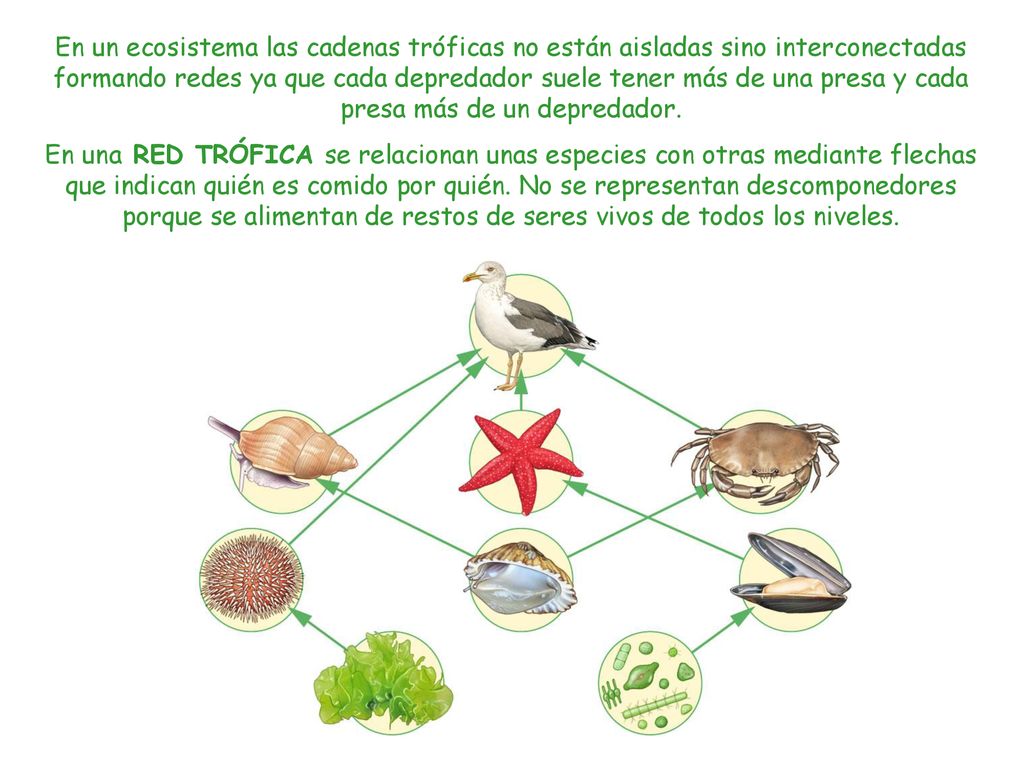 En un ecosistema las cadenas tróficas no están aisladas sino interconectadas formando redes ya que cada depredador suele tener más de una presa y cada presa más de un depredador.