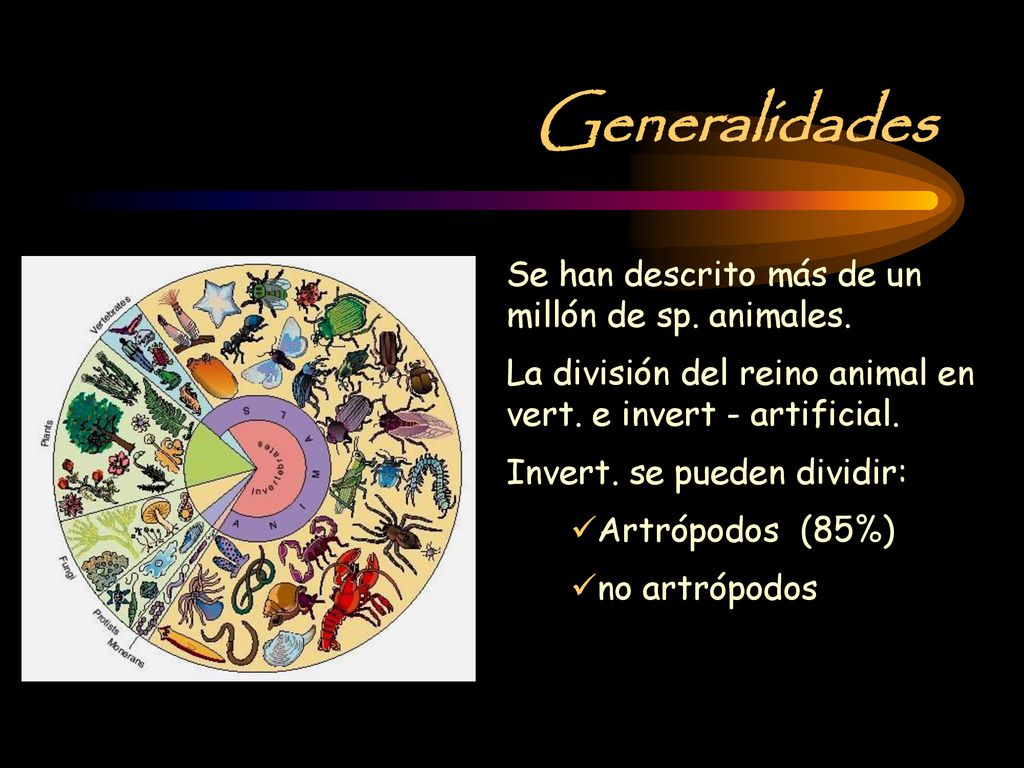 Generalidades Se han descrito más de un millón de sp. animales.