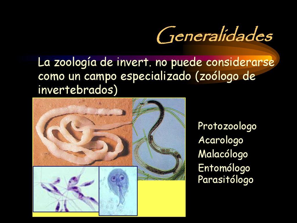 Generalidades La zoología de invert. no puede considerarse como un campo especializado (zoólogo de invertebrados)