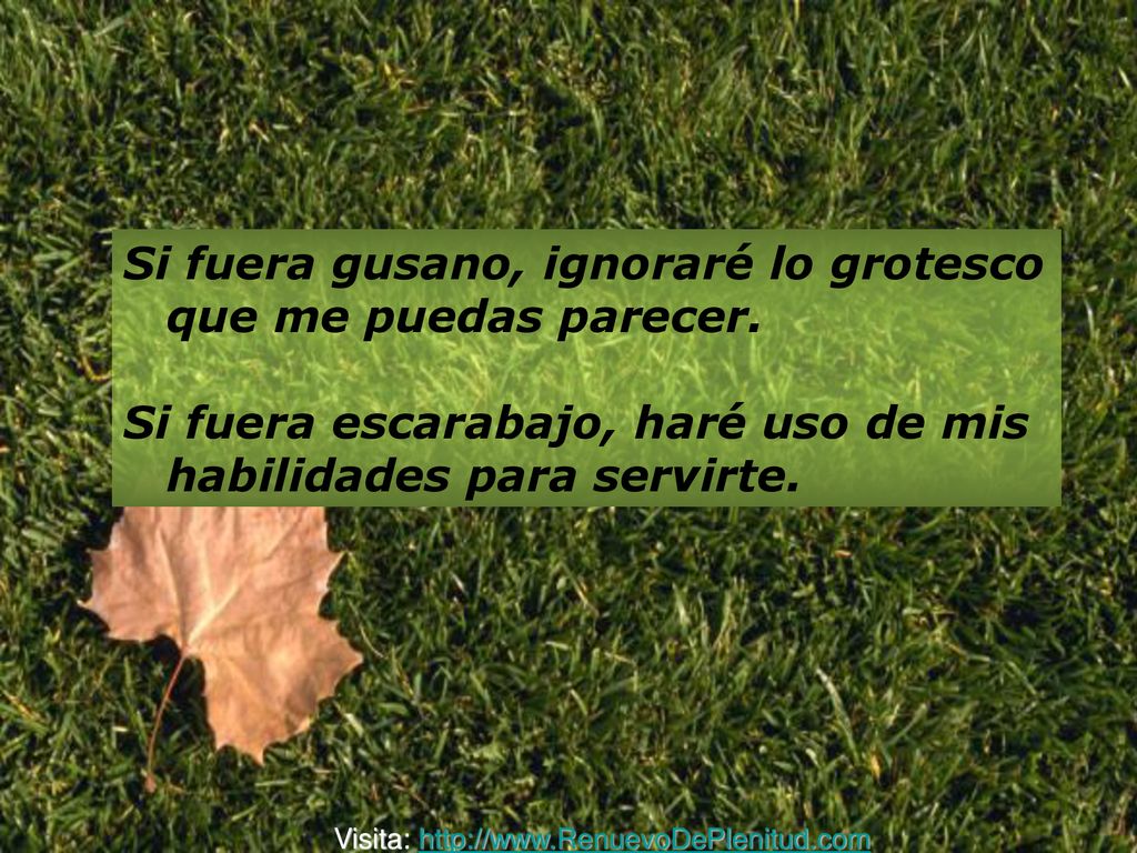 Si fuera gusano, ignoraré lo grotesco que me puedas parecer.