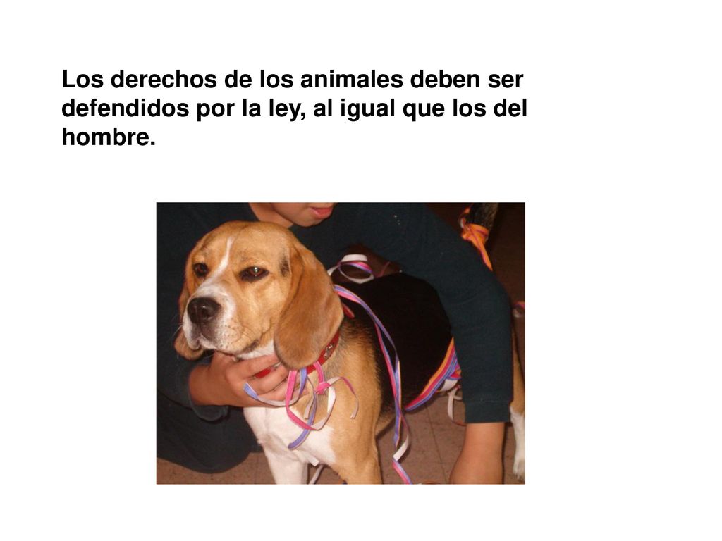 Los derechos de los animales deben ser defendidos por la ley, al igual que los del hombre.
