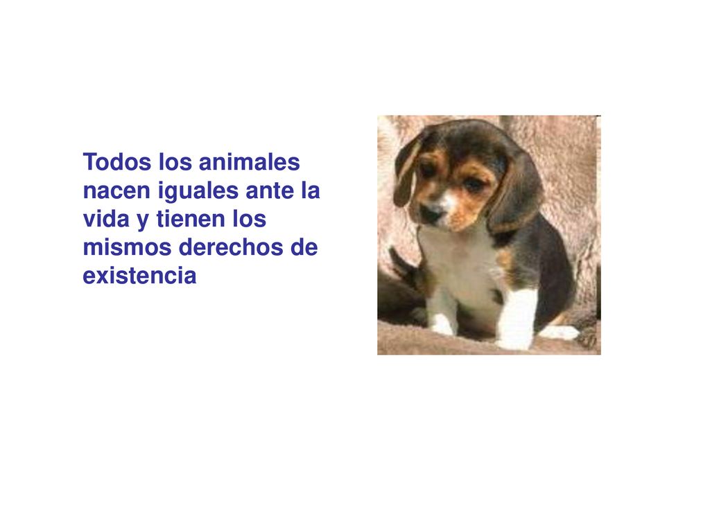 Todos los animales nacen iguales ante la vida y tienen los mismos derechos de existencia